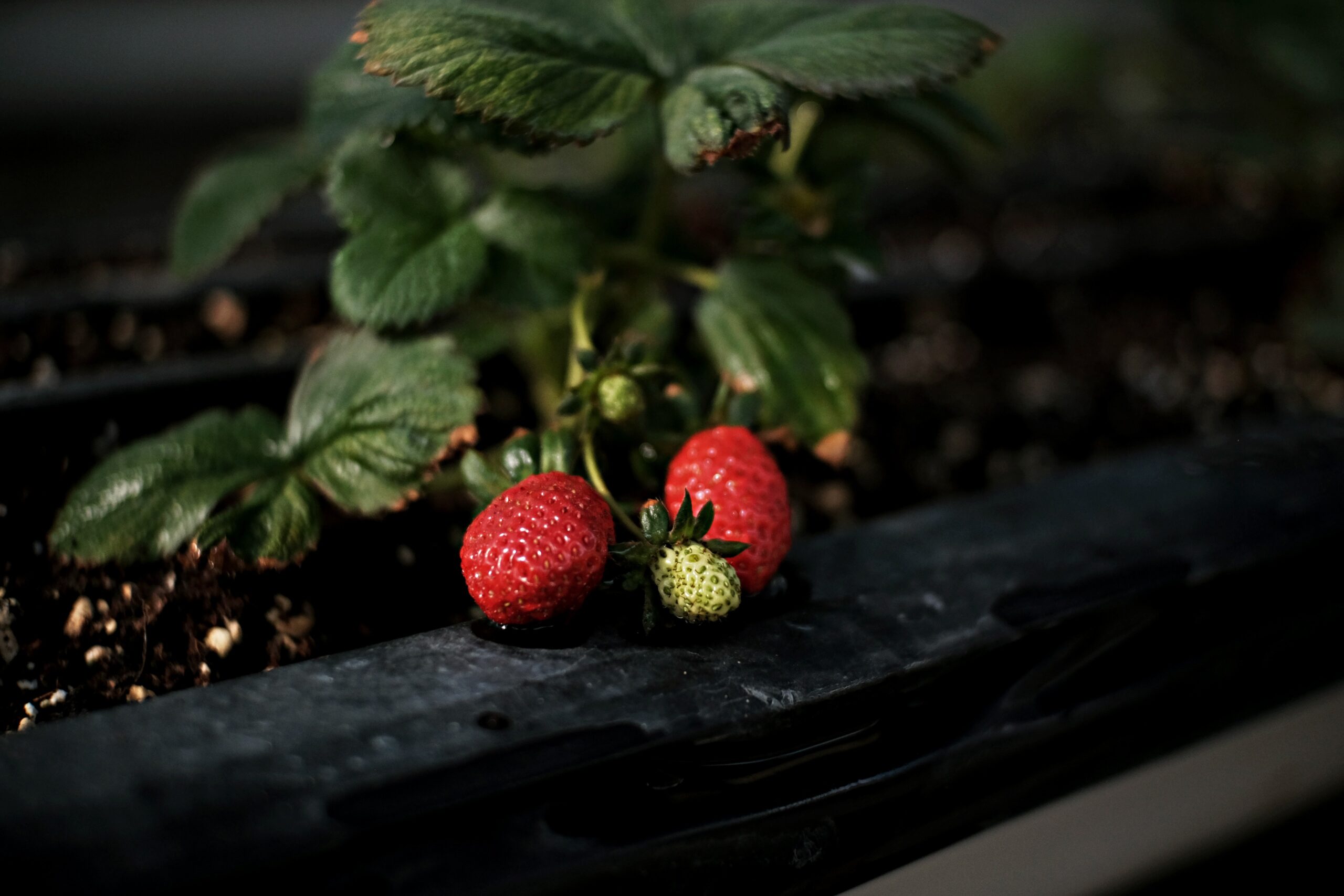 Quand planter des fraises