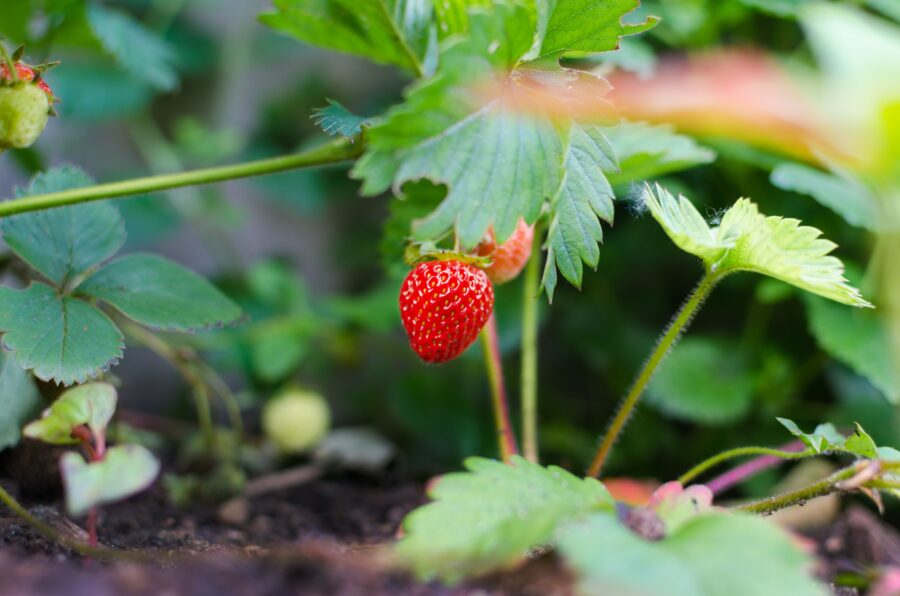 Quand planter des fraises pour les réussir ?