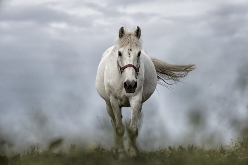 astrologie zodiaque esprit animal capricorne cheval