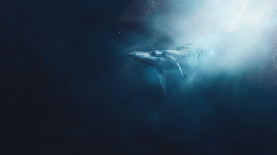 zodiaque poissons esprit animal baleine