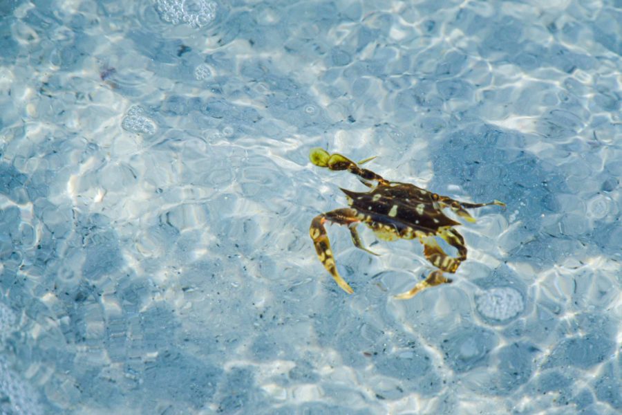cancer animal esprit du zodiaque crabe