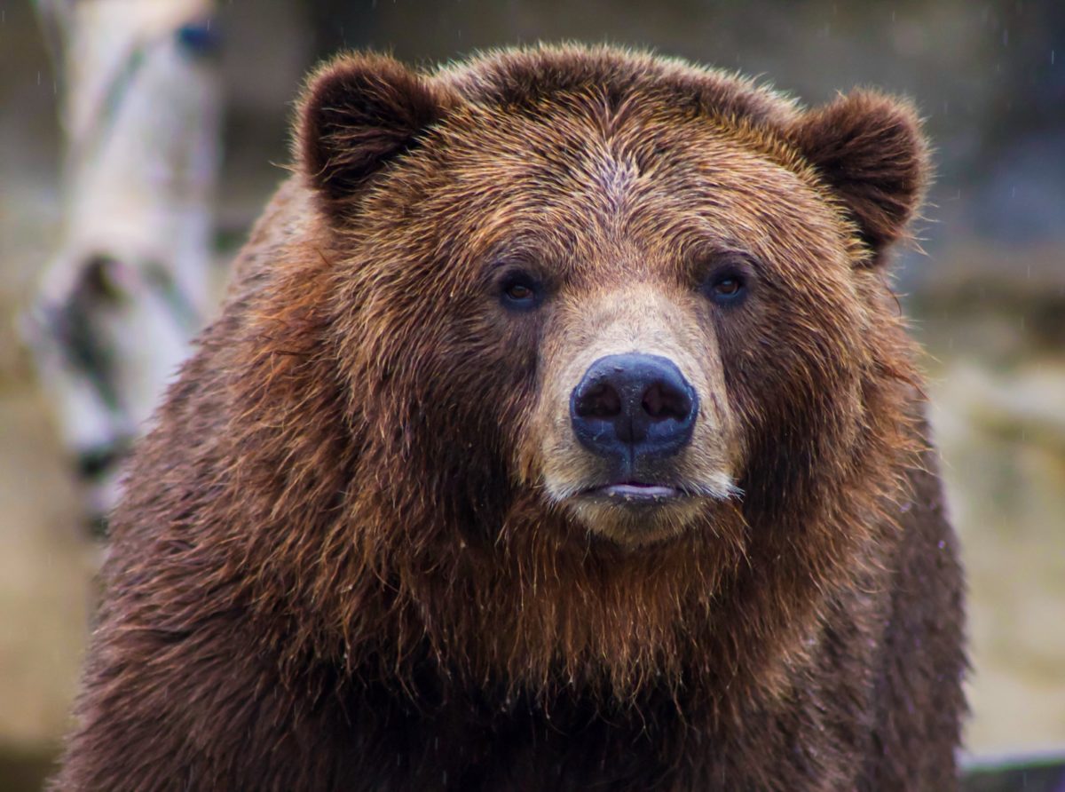 photo de mise au point peu profonde de l'ours brun grizzli