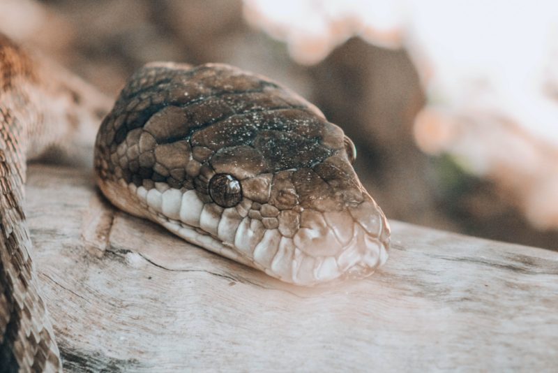 serpent animal esprit scorpion