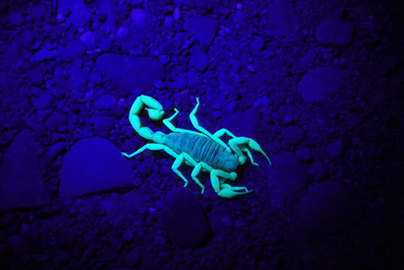 scorpion scorpion esprit animal
