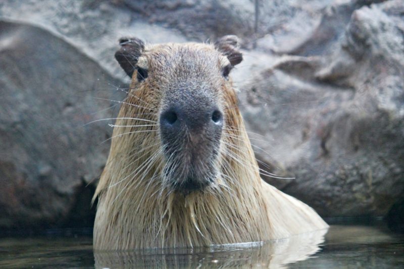 capybara animal esprit sagittaire