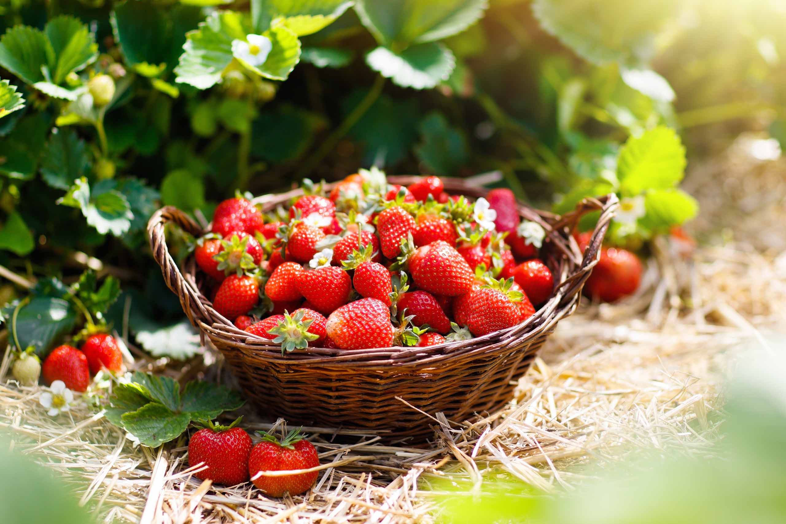 fraises régime cétogène 