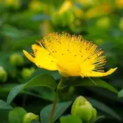 Millepertuis : fleur jaune en gros plan et bourgeons.
