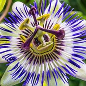 Fleur de passiflore en gros plan. Ses pétales sont blancs et ses pistils sont violets.