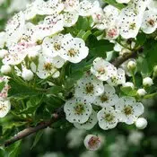 Aubépine : fleurs blanches sur une branche d'arbre aux feuilles vertes
