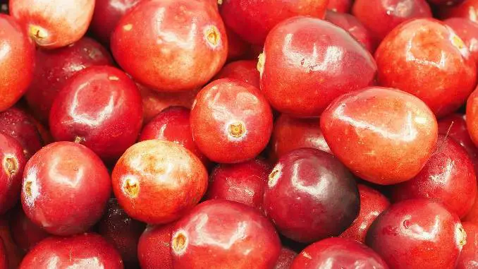Cranberries / Canneberges rouges en gros plan