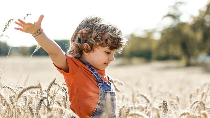 Un enfant se promène dans des champs de céréales