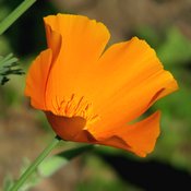 Fleur d'eschscholtzia orange en gros plan. On aperçoit ses pétales et ses pistils.
