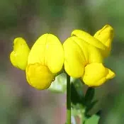 Fleur de fenugrec en gros plan avec des pétales jaunes arrondis. Fond de verdure.