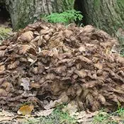 Tas de maitake sauvages qui poussent dans une forêt, au pied d'un arbre
