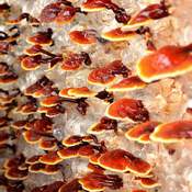 Culture du reishi : Des champignons à la tète plate rouge et aux bords jaunes poussent sur un mur