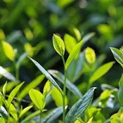 Antihistaminiques naturels : feuilles de thé vert dans un champ illuminées par le soleil.
