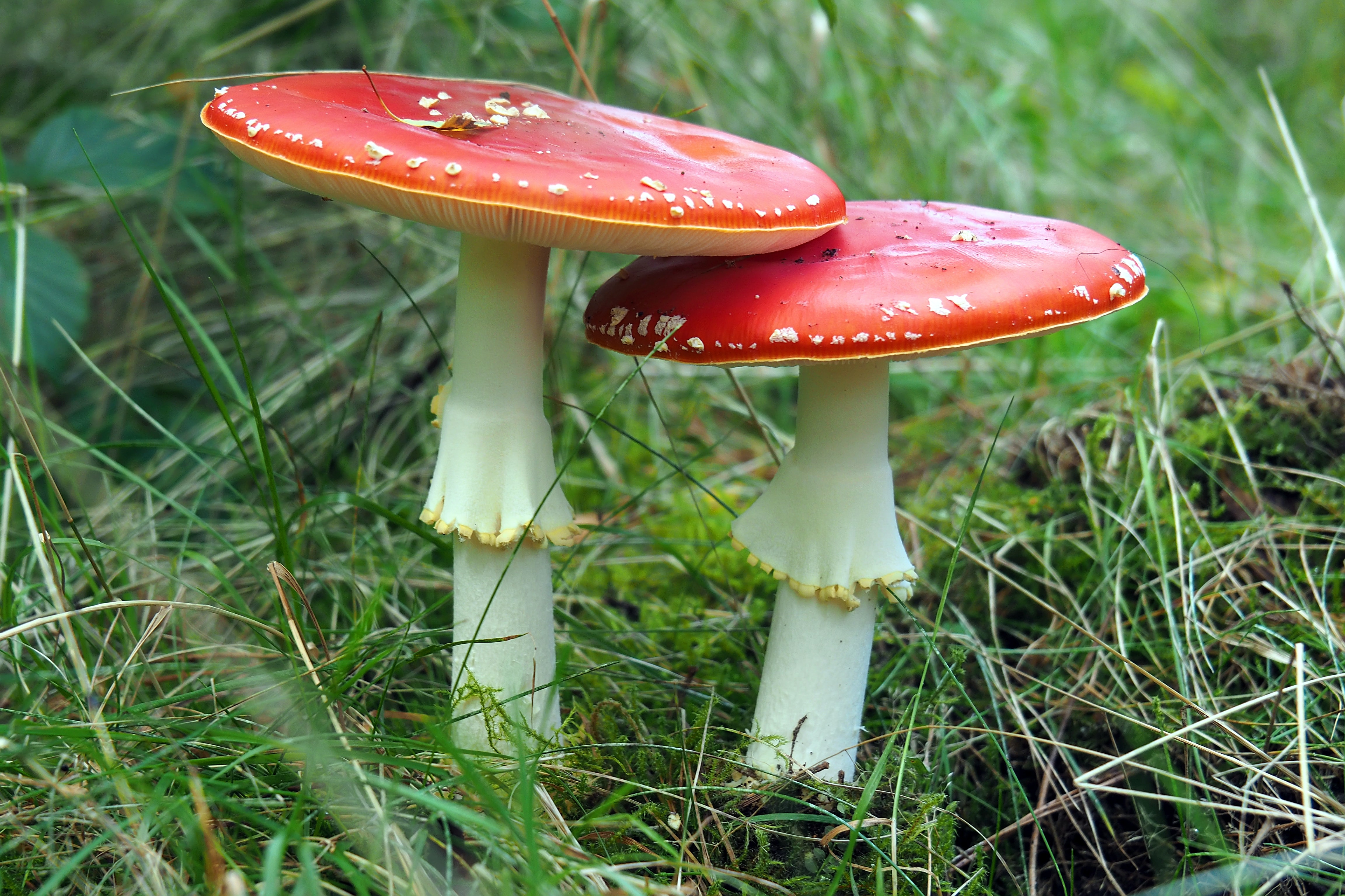Comment manger des champignons hallucinogènes ?