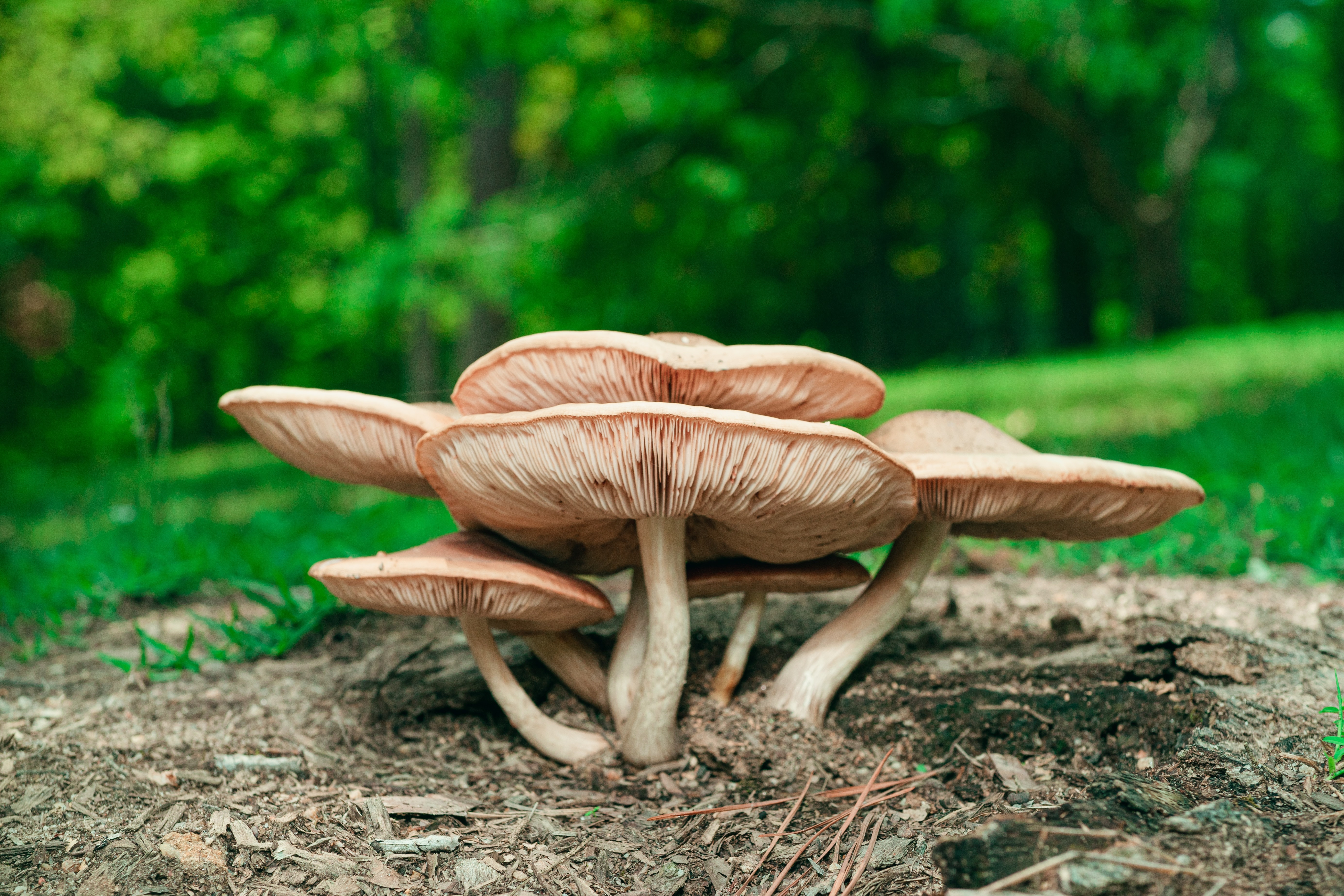 Comment identifier un champignon hallucinogène ?