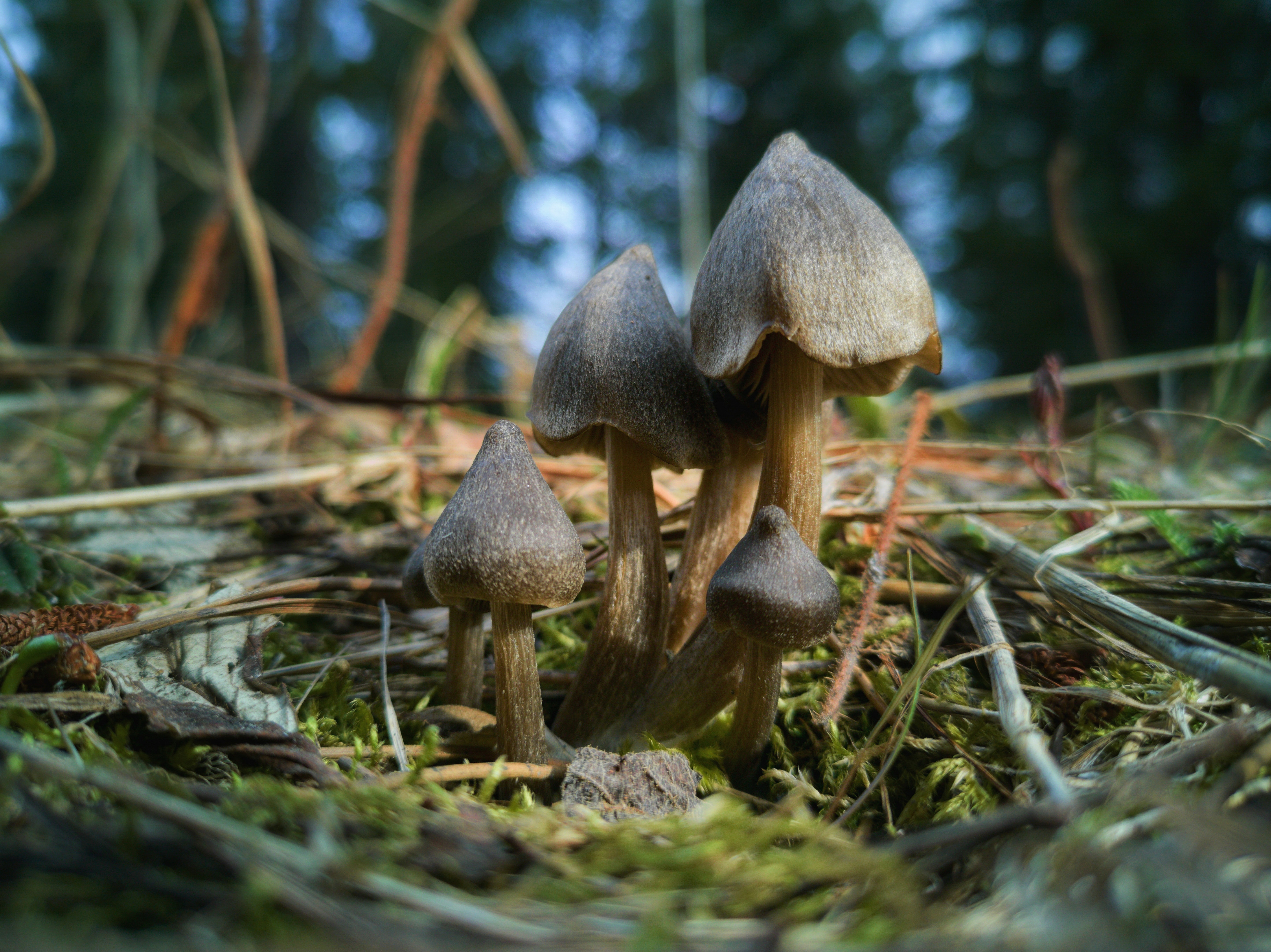 Où poussent les champignons hallucinogène ?