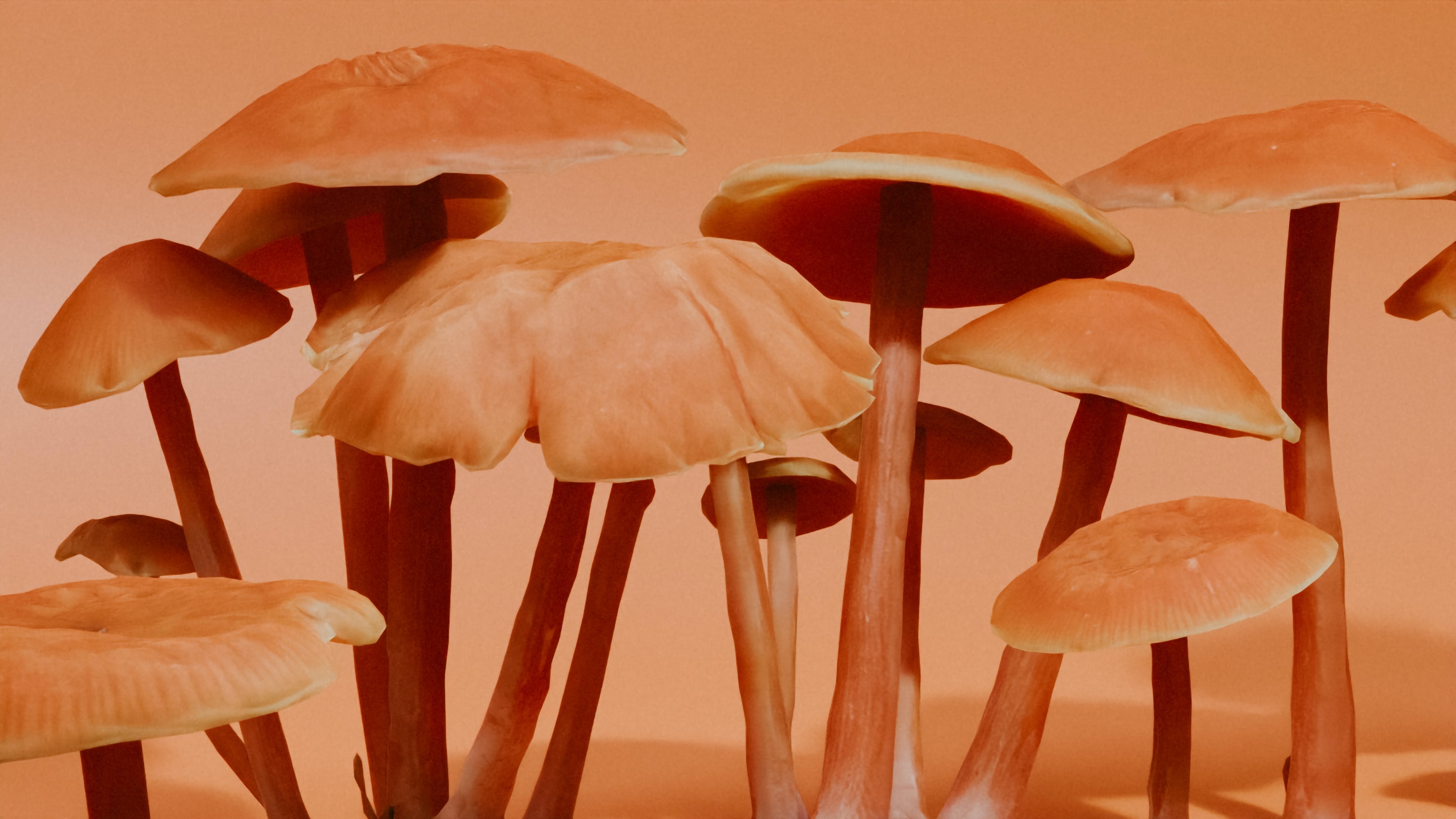 Comment faire des champignons hallucinogène ?