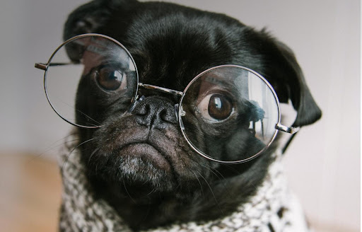 chien avec des lunettes