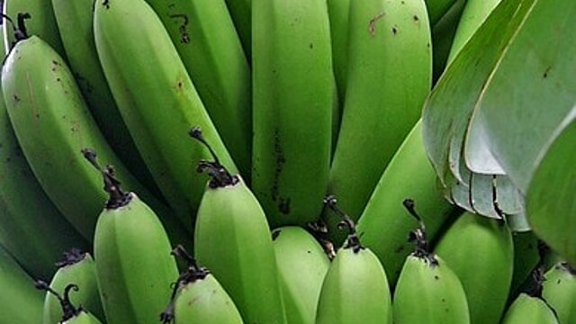 Combien de bananes manger (par semaine) pour réduire le risque de cancer