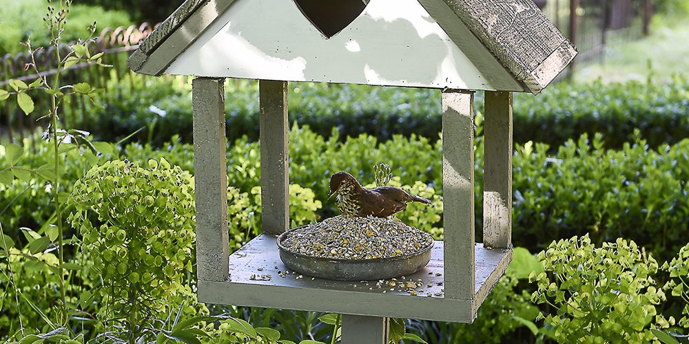 Quels sont les avantages d&rsquo;avoir un mangeoire à oiseaux dans son jardin ?